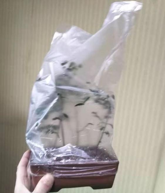 虎刺下山桩生桩敢用多菌灵和生根粉吗