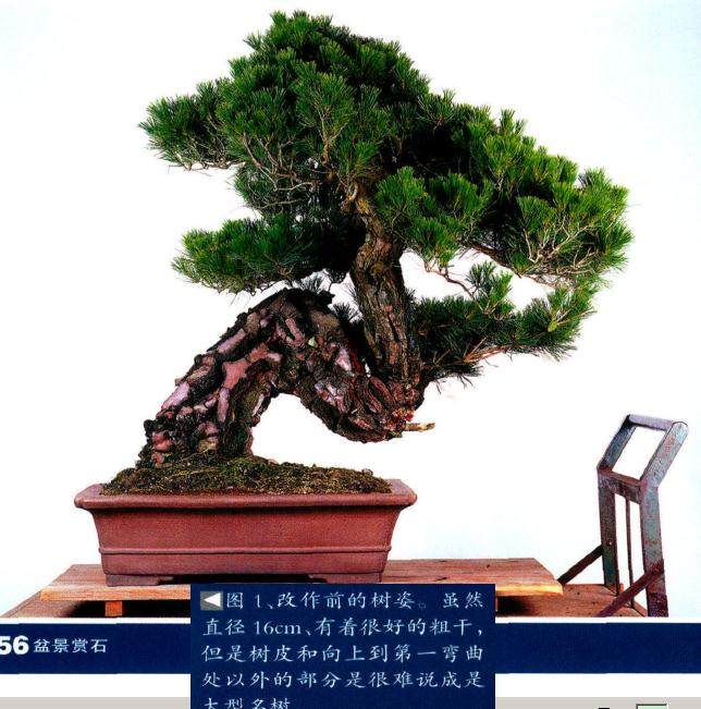图解 木村正彦怎么制作赤松盆景的方法