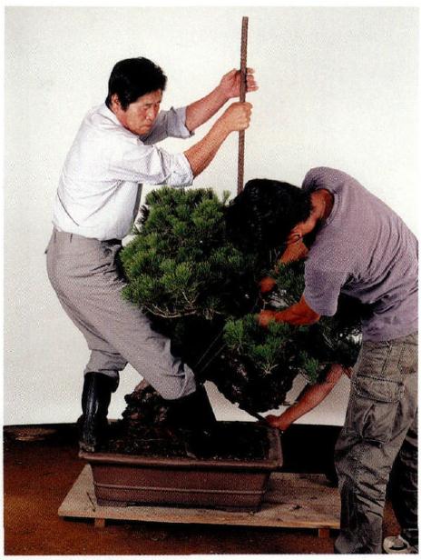 图解 木村正彦怎么制作赤松盆景的方法