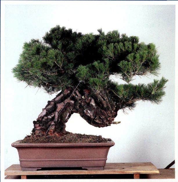 图解 木村正彦怎么制作赤松盆景的方法