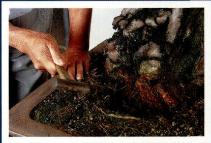 图解 木村正彦怎么制作赤松盆景的方法