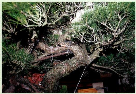 图解 木村正彦怎么制作赤松盆景的方法