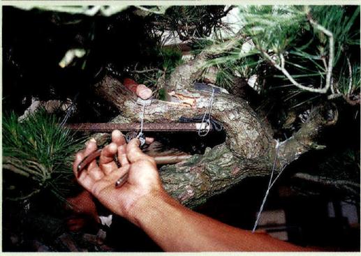 图解 木村正彦怎么制作赤松盆景的方法