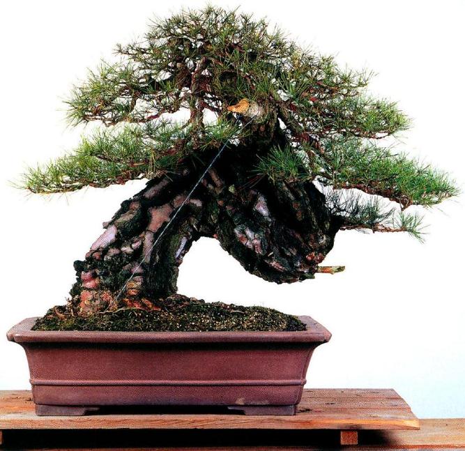 图解 木村正彦怎么制作赤松盆景的方法