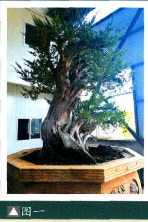 图解 大型灵岩柏盆景的制作手记