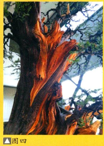 图解 大型灵岩柏盆景的制作手记