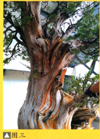 图解 大型灵岩柏盆景的制作手记