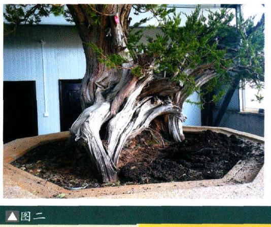 图解 大型灵岩柏盆景的制作手记