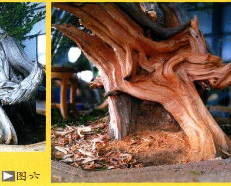 图解 大型灵岩柏盆景的制作手记