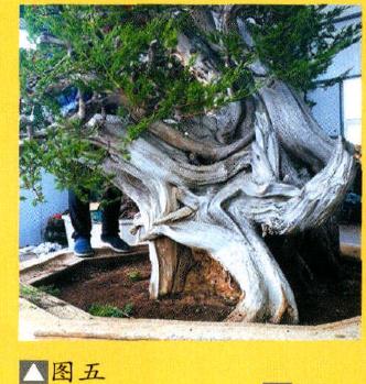 图解 大型灵岩柏盆景的制作手记