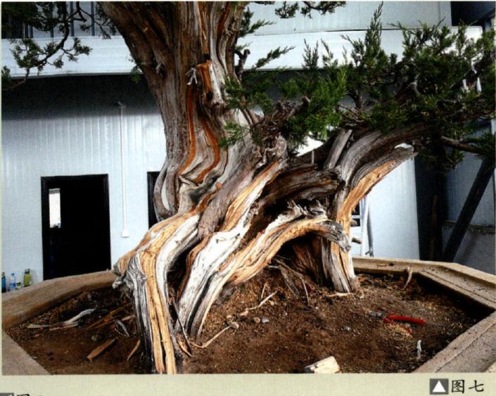 图解 大型灵岩柏盆景的制作手记