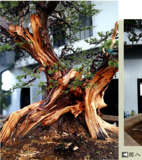 图解 大型灵岩柏盆景的制作手记