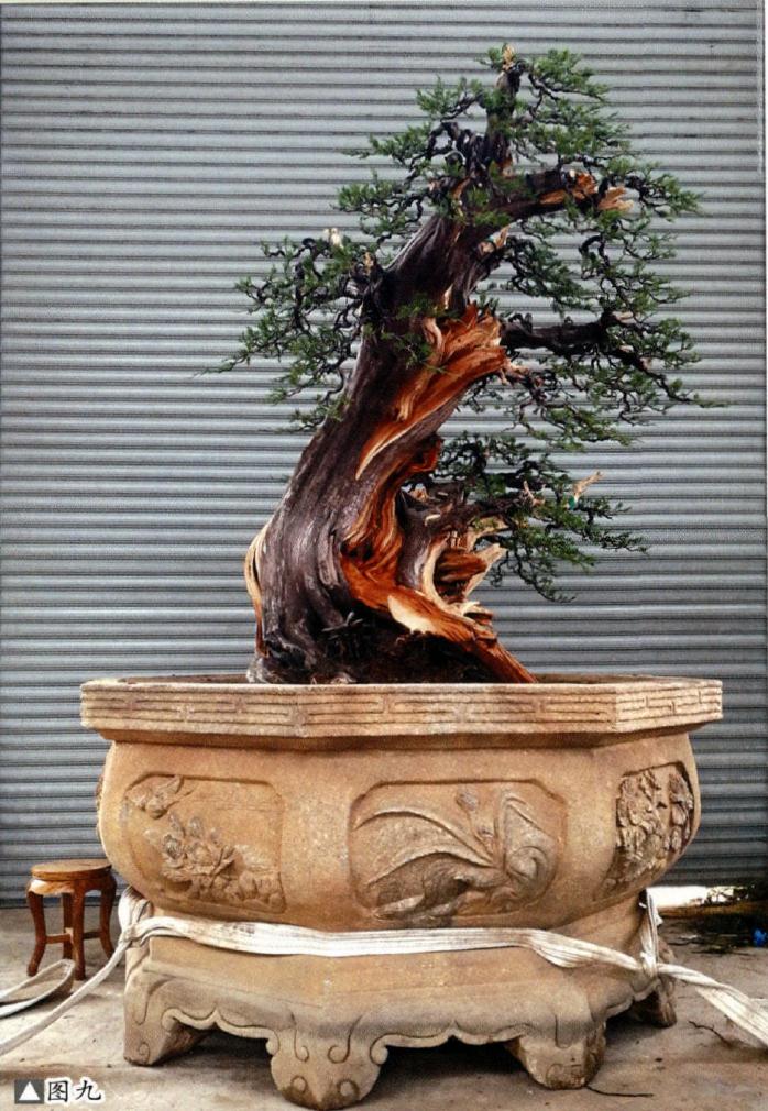 图解 大型灵岩柏盆景的制作手记