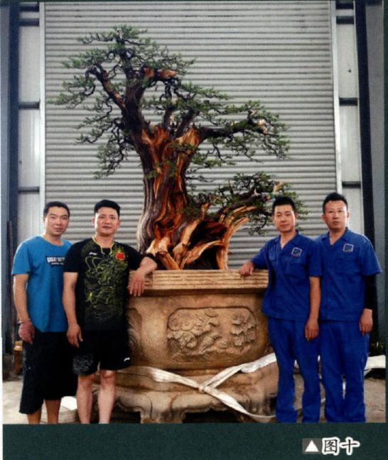 图解 大型灵岩柏盆景的制作手记