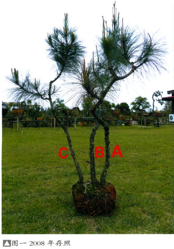 图解 韩学年盆景作品《无涯》