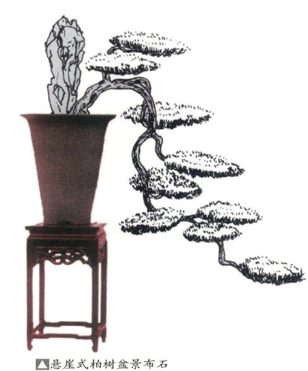 松柏盆景怎么布石的3个原则