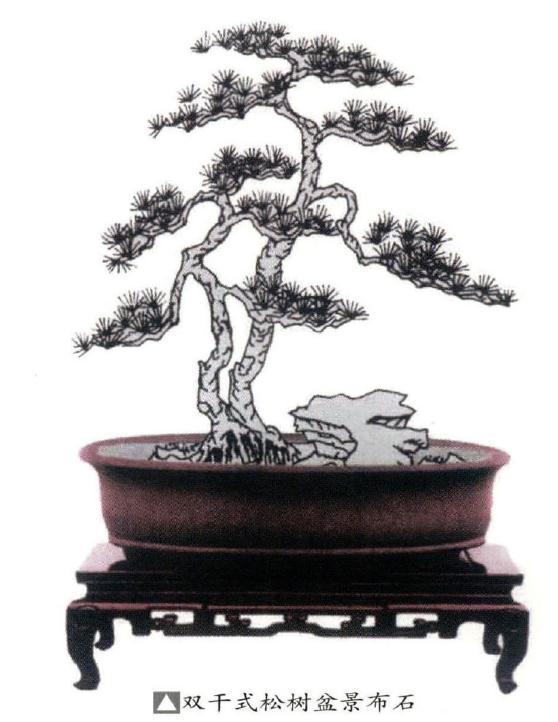 松柏盆景怎么布石的3个原则