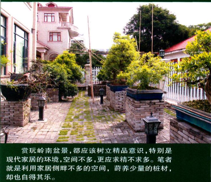 图解 九里香盆景的培养土及上盆措施