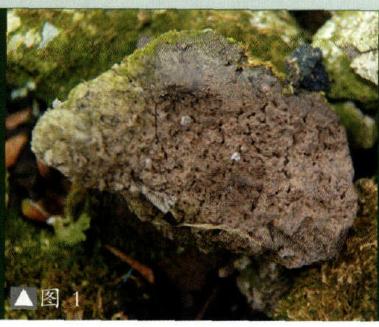 图解 九里香盆景的培养土及上盆措施