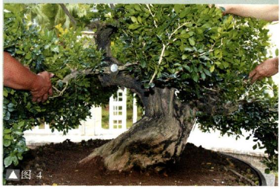 图解 九里香盆景的培养土及上盆措施