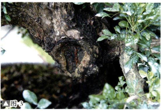 图解 九里香盆景的培养土及上盆措施