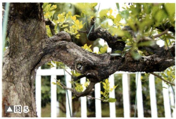 图解 九里香盆景的培养土及上盆措施