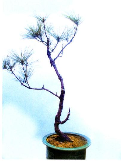 图解 广东人演示山松盆景的造型过程