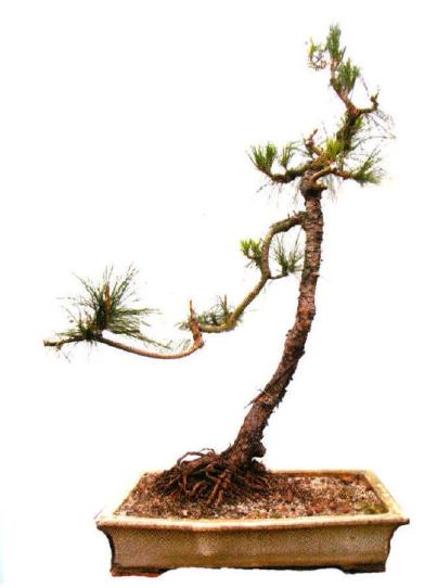 图解 广东人演示山松盆景的造型过程