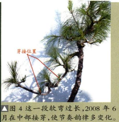 图解 广东人演示山松盆景的造型过程