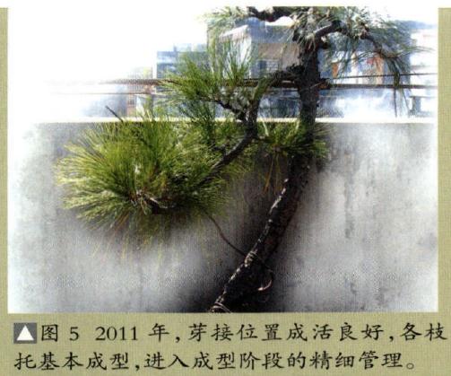 图解 广东人演示山松盆景的造型过程