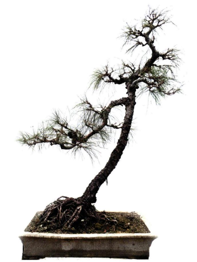 图解 广东人演示山松盆景的造型过程