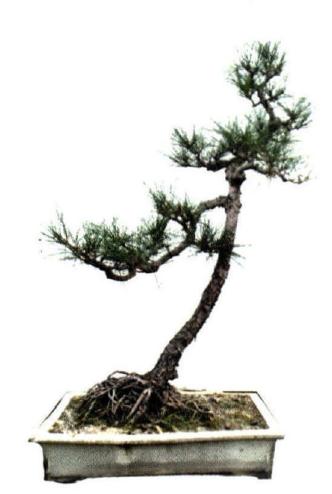 图解 广东人演示山松盆景的造型过程