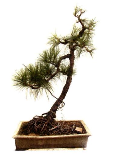 图解 广东人演示山松盆景的造型过程