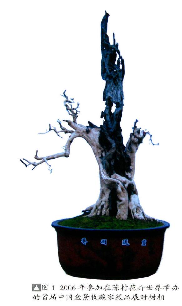 图解 本人演示九里香盆景的造型过程