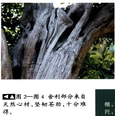 图解 本人演示九里香盆景的造型过程