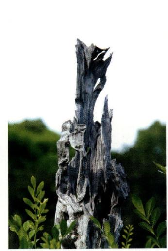 图解 本人演示九里香盆景的造型过程