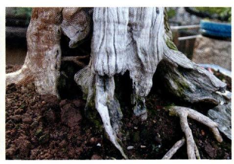 图解 本人演示九里香盆景的造型过程