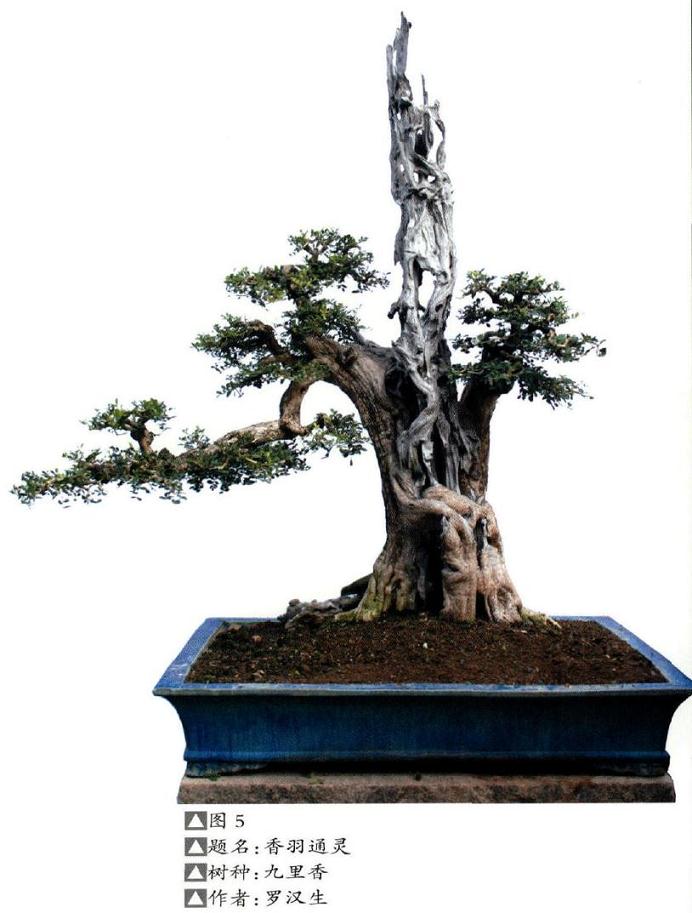 图解 本人演示九里香盆景的造型过程