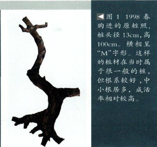 图解 海岛罗汉松盆景18年的制作过程