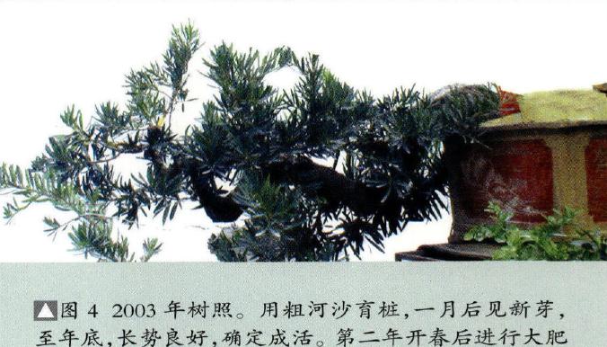 图解 海岛罗汉松盆景18年的制作过程