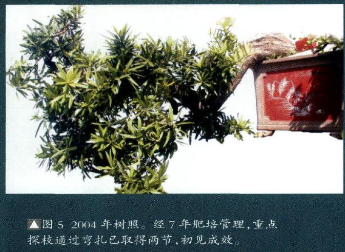 图解 海岛罗汉松盆景18年的制作过程