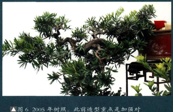 图解 海岛罗汉松盆景18年的制作过程