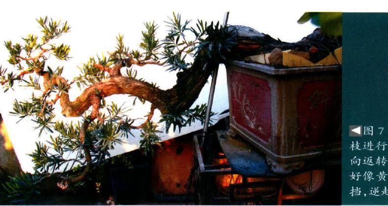 图解 海岛罗汉松盆景18年的制作过程