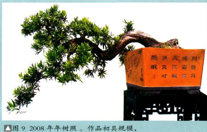 图解 海岛罗汉松盆景18年的制作过程