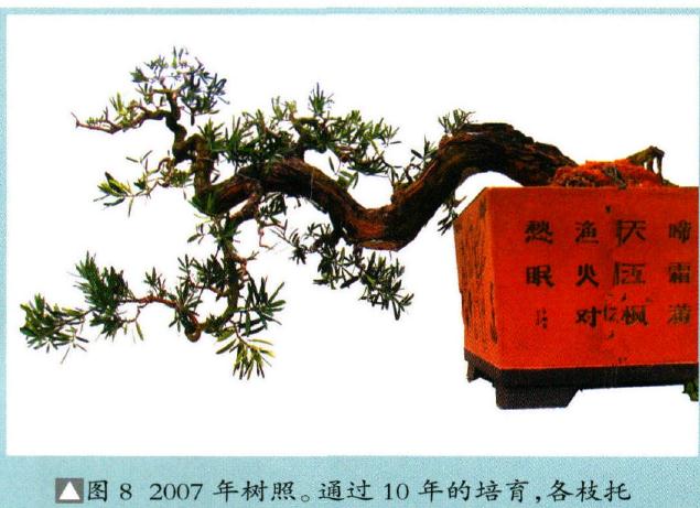 图解 海岛罗汉松盆景18年的制作过程