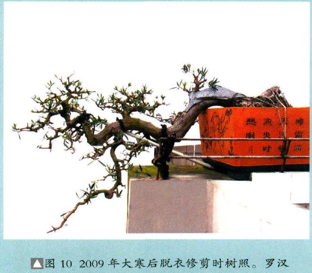 图解 海岛罗汉松盆景18年的制作过程