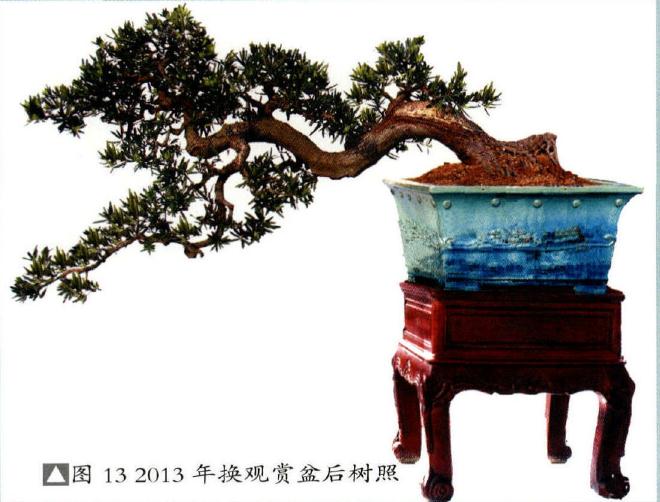 图解 海岛罗汉松盆景18年的制作过程