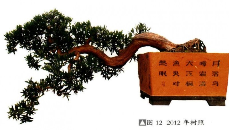 图解 海岛罗汉松盆景18年的制作过程