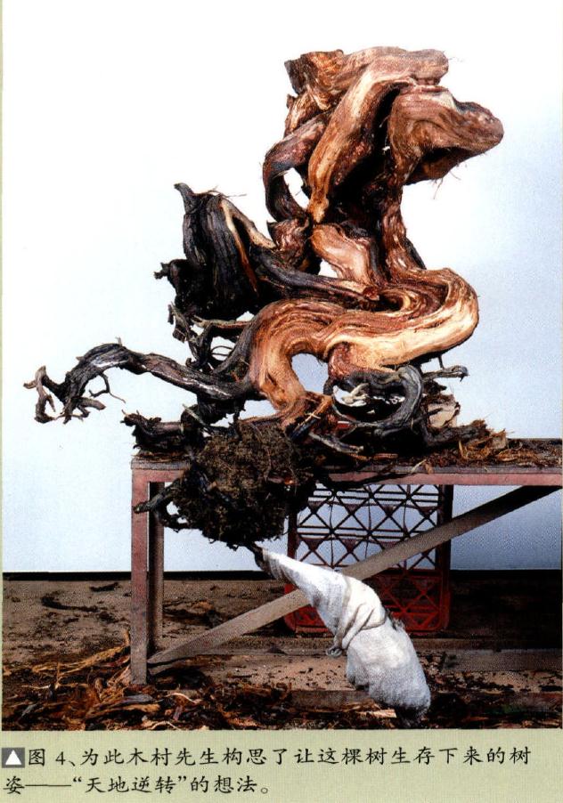 图解 真柏盆景怎么重新制作成型的11个步骤