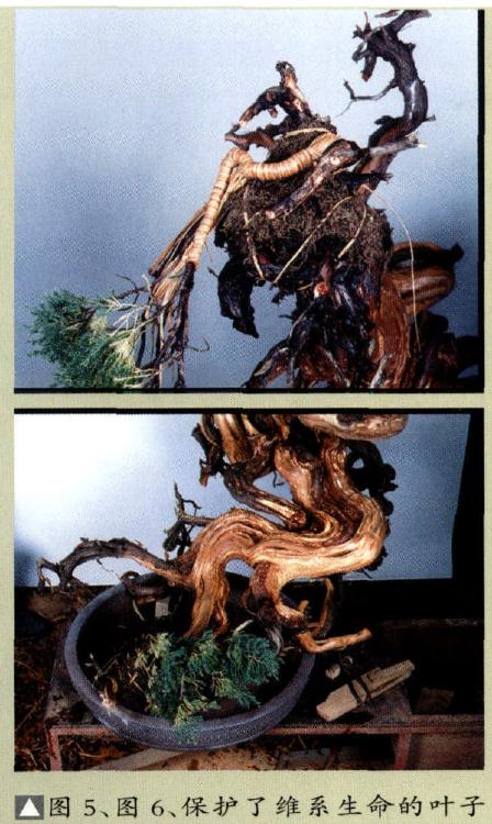 图解 真柏盆景怎么重新制作成型的11个步骤